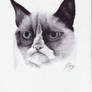 Grumpy Cat