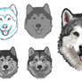 Malamute Proces