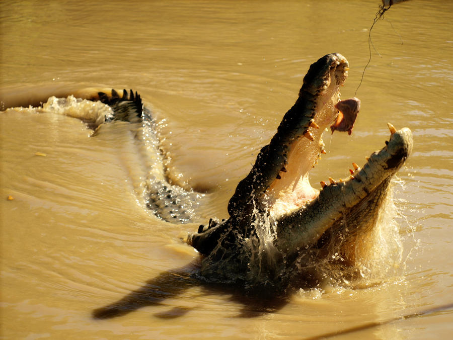 Crocosaurus by fabisfab on DeviantArt