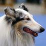 Dog show 6 - Hot collie