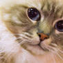 Cat Show: Blue Eyes