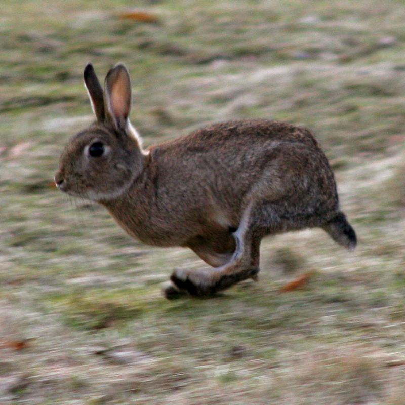 Youngster running