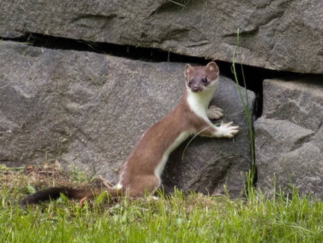 Stoat: I really love this wall