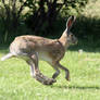 Hare Speed