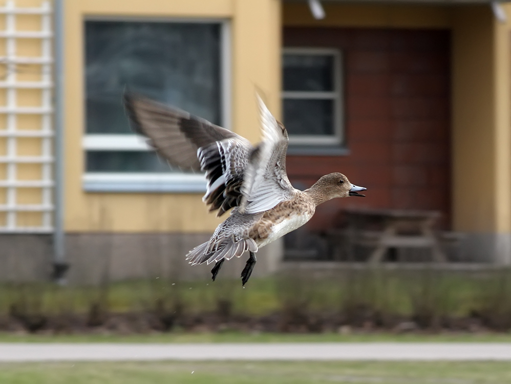 Wigeon Wings