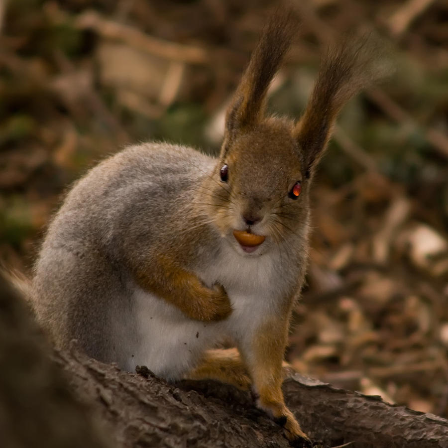 Cyborg squirrels are