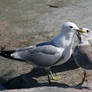 Gull parenting