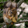 Biscuits are easy eating