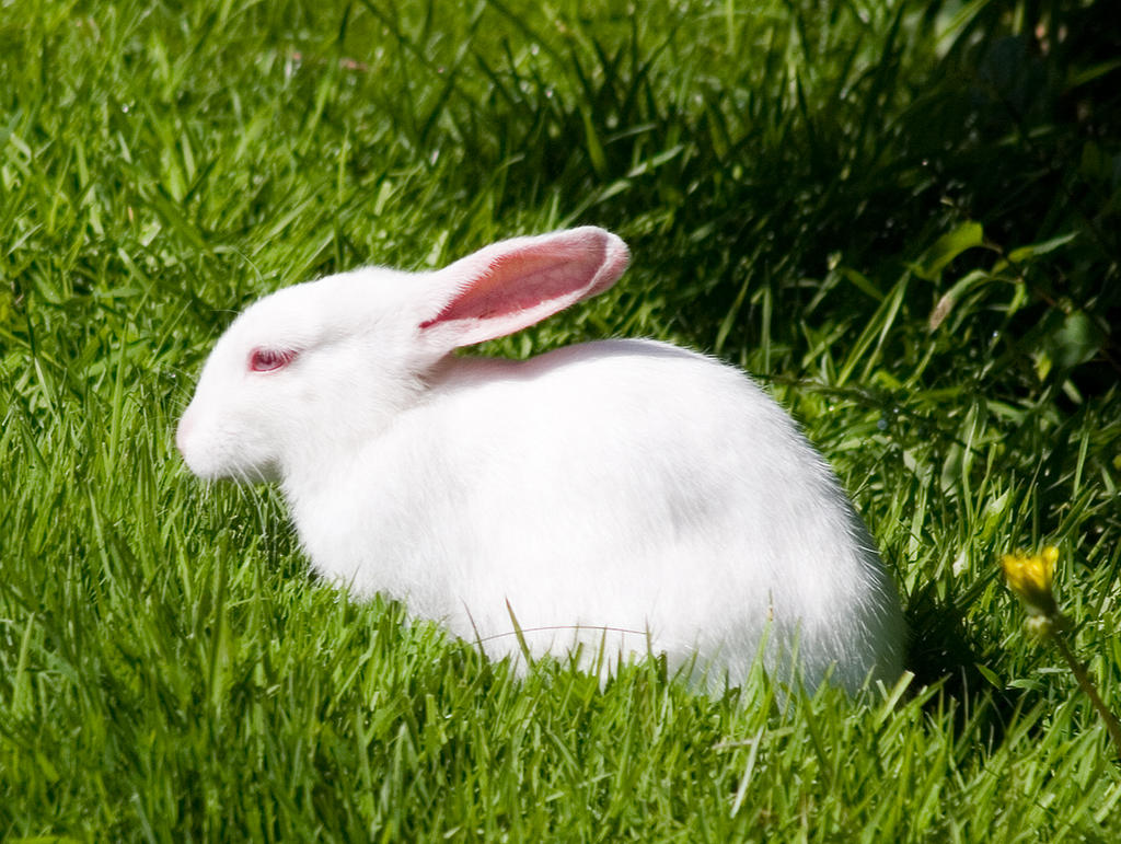 Feral albino rabbit 2 by TomiTapio on DeviantArt