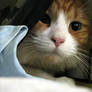 Cat show: in hiding