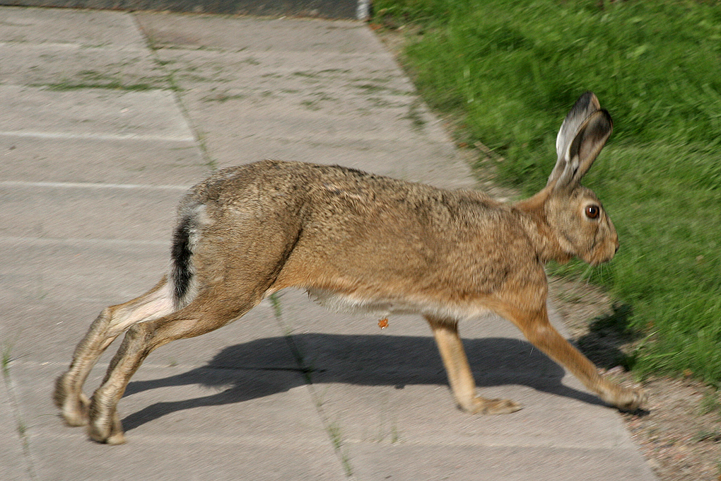 Hare blurrage