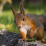 Between a rock and a squirrel