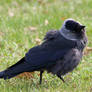 Tilted Jackdaw