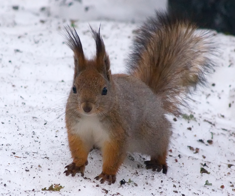 Lesser squirrel picture 20