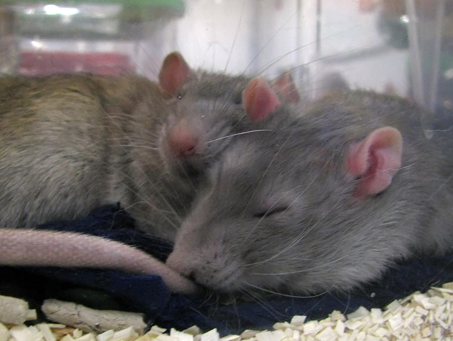 Почему крысы спят. Крыса. Парочка крыс. Пара крыс. Милые крысы.