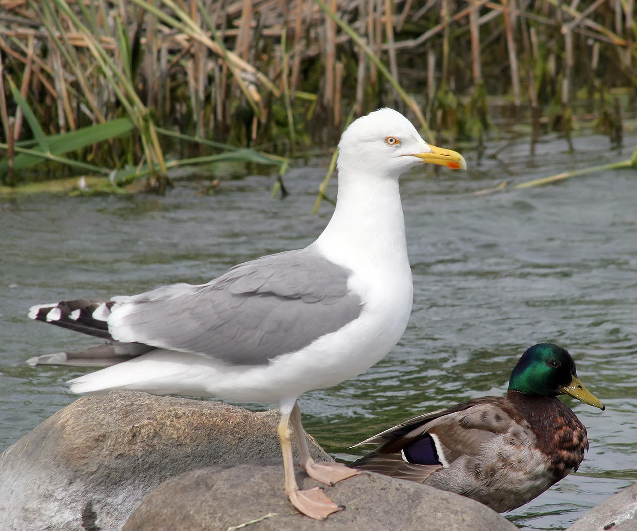 Herring gull nd reference duck