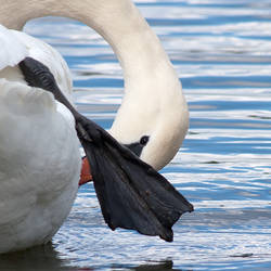 Mute Swan (arrange version)