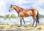 Wielkopolska horse by VeronikaFrizz