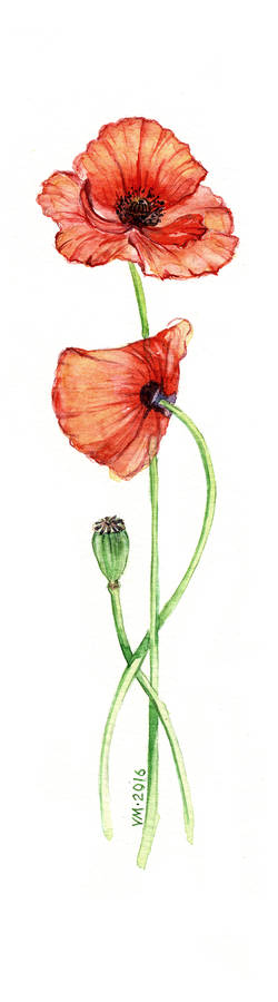 Papaver somniferum