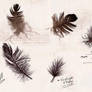 Feather Studies