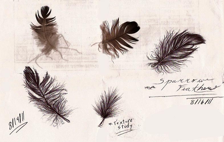 Feather Studies