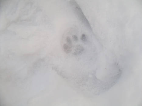 Pawprint in Snow