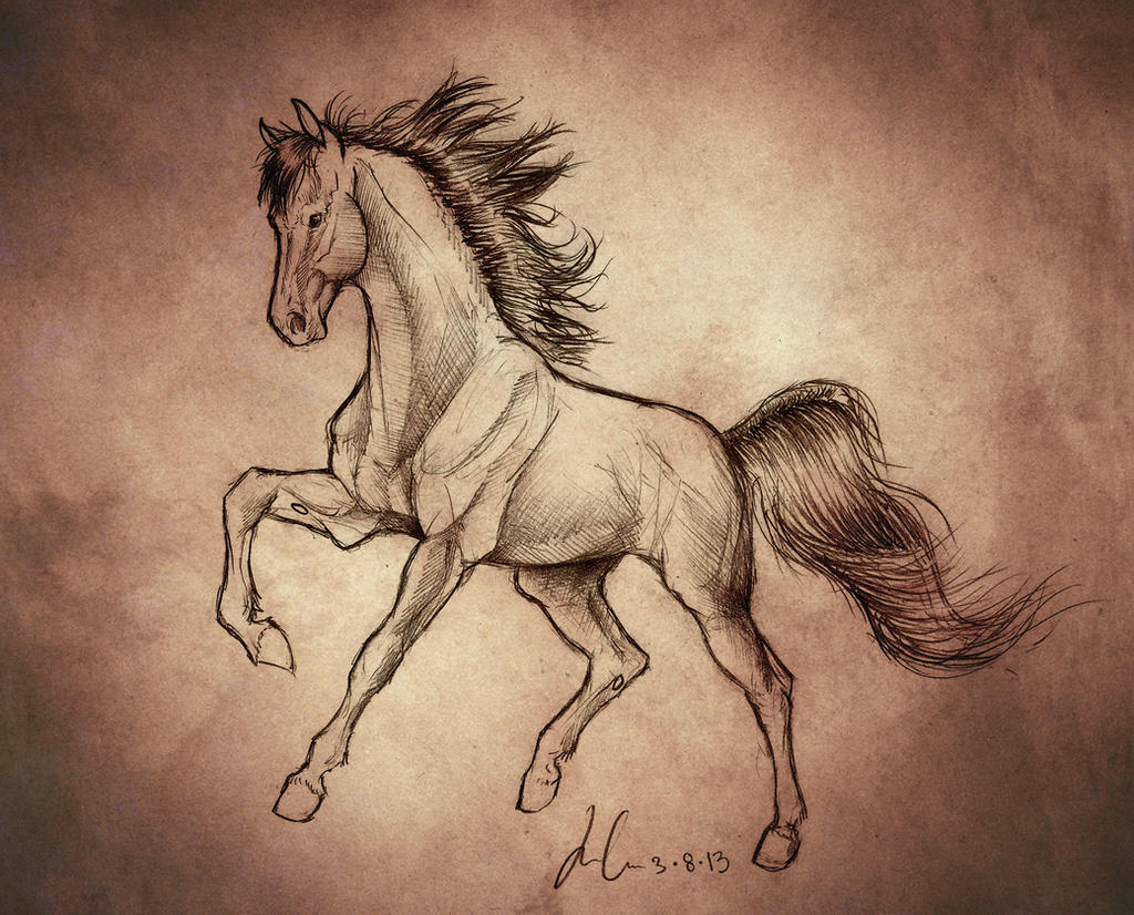 Horse sketch