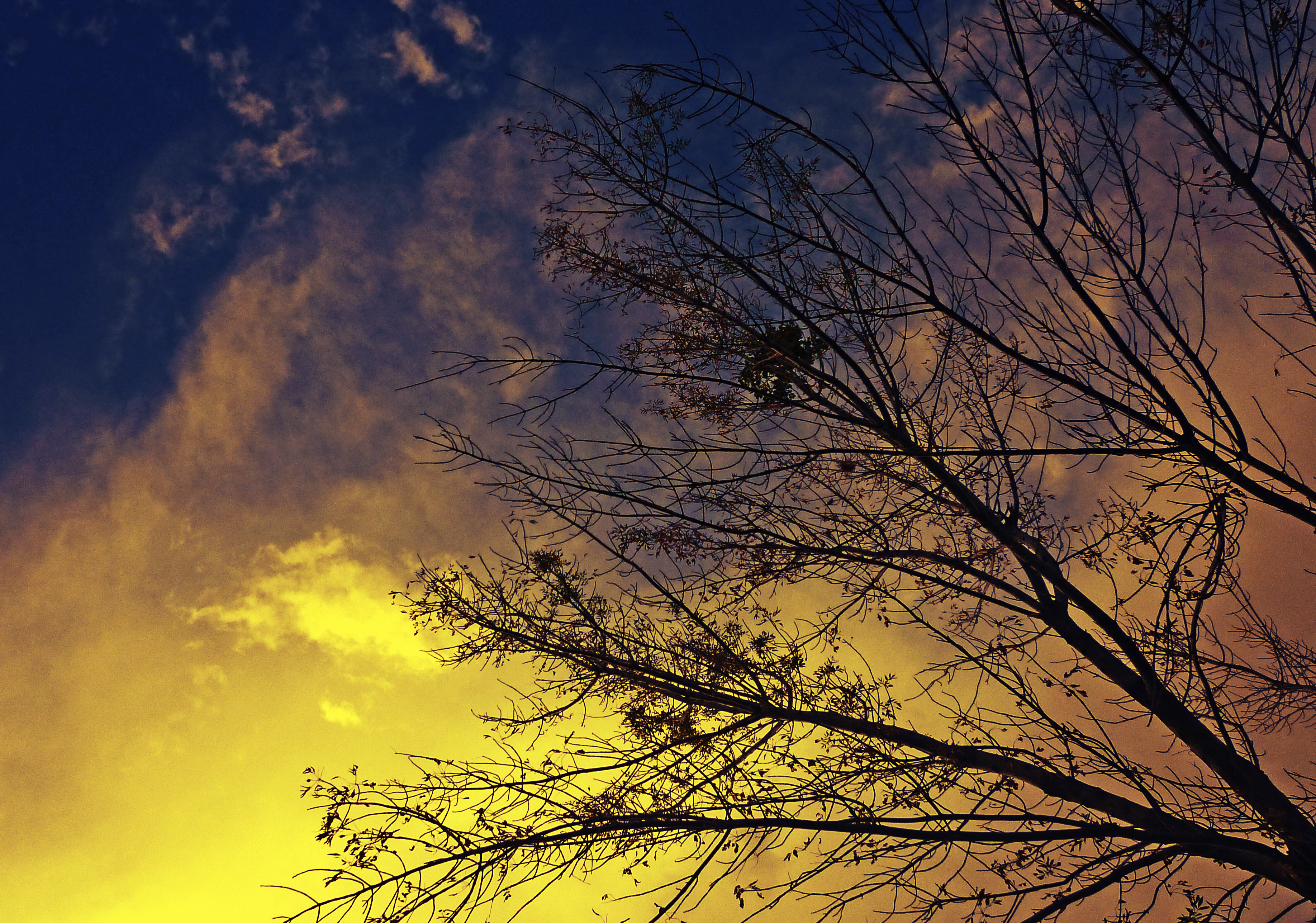 Branches against the sky