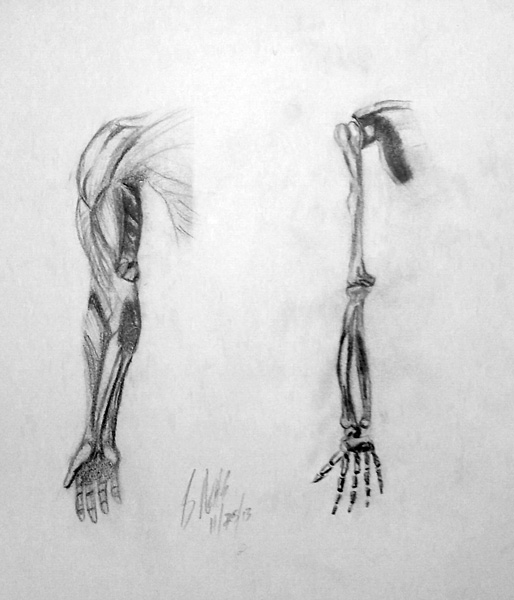 arm-study by Bnas on DeviantArt