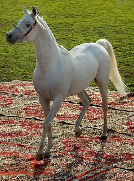 Arabic Horse By Awadh On Deviantart