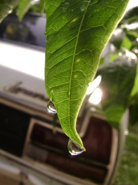 Grotesque Rain the AFTER RAIN DROPLETS. by grotesquesilence on DeviantArt