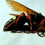 Japanese Giant Wasp