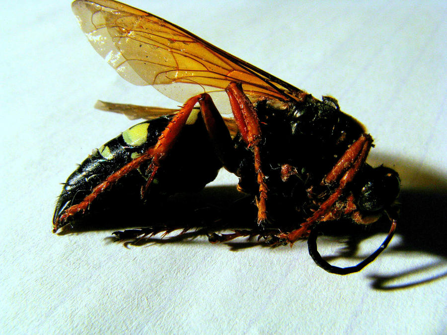 Japanese Giant Wasp