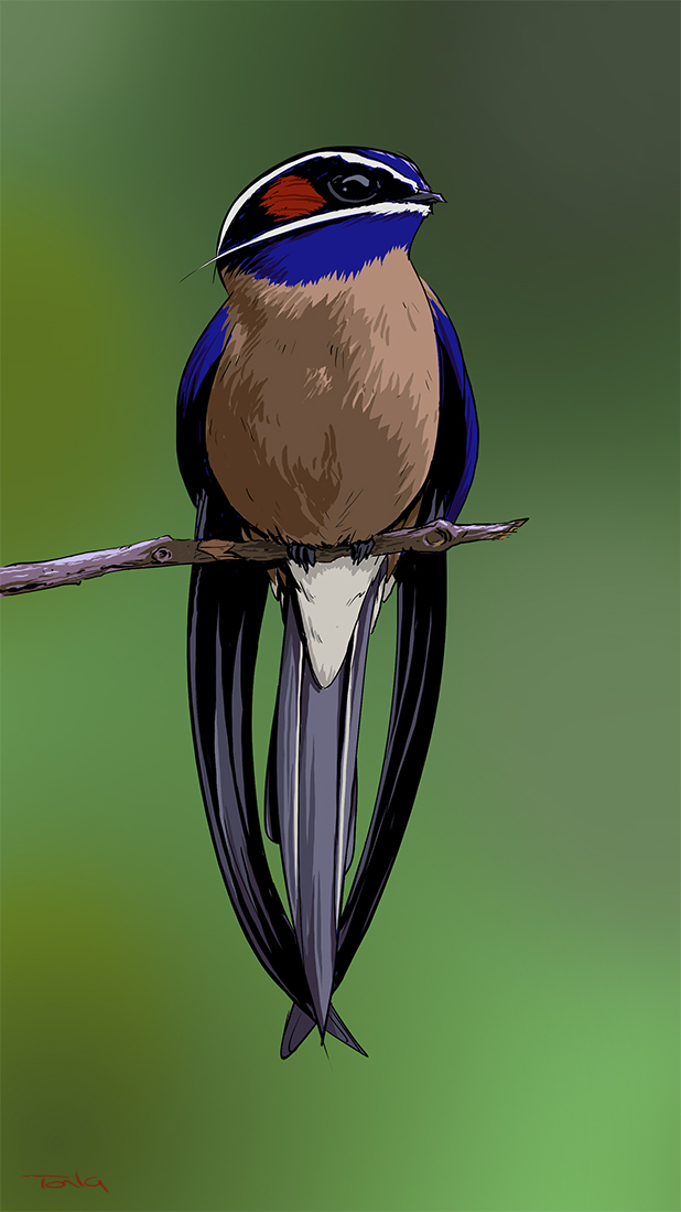 Whiskered Treeswift