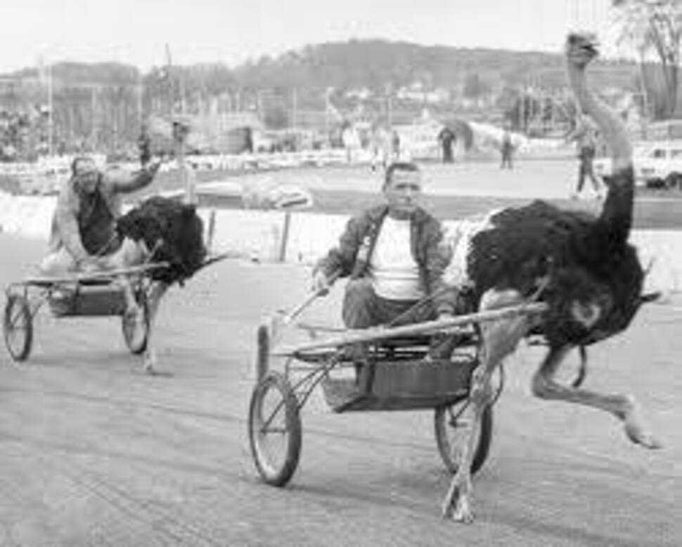 Ostrich Racing Diagram Ostrich race by Longtimerecovery on DeviantArt