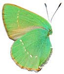 buterfly green wing