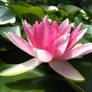 Water Lily - Stock - 1