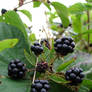 Blackberries - Stock