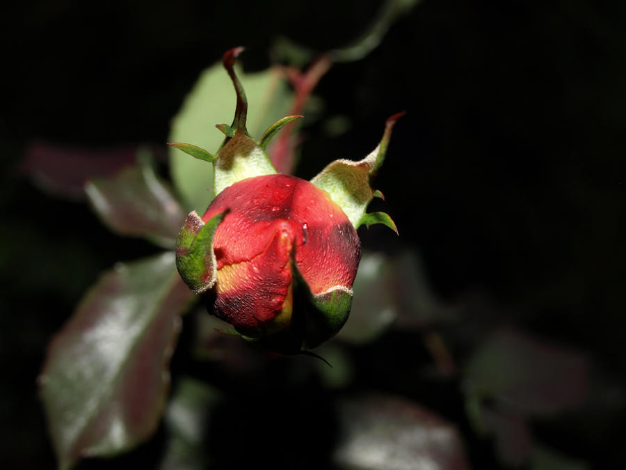 Spasibo Roses Piros rozsabimbo by Peti44 on DeviantArt