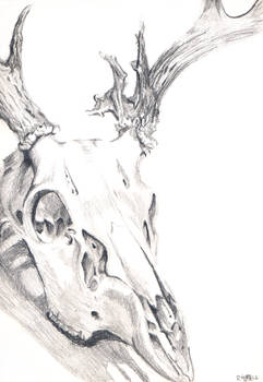 Deer Skull