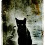 Hammamet Black Cat