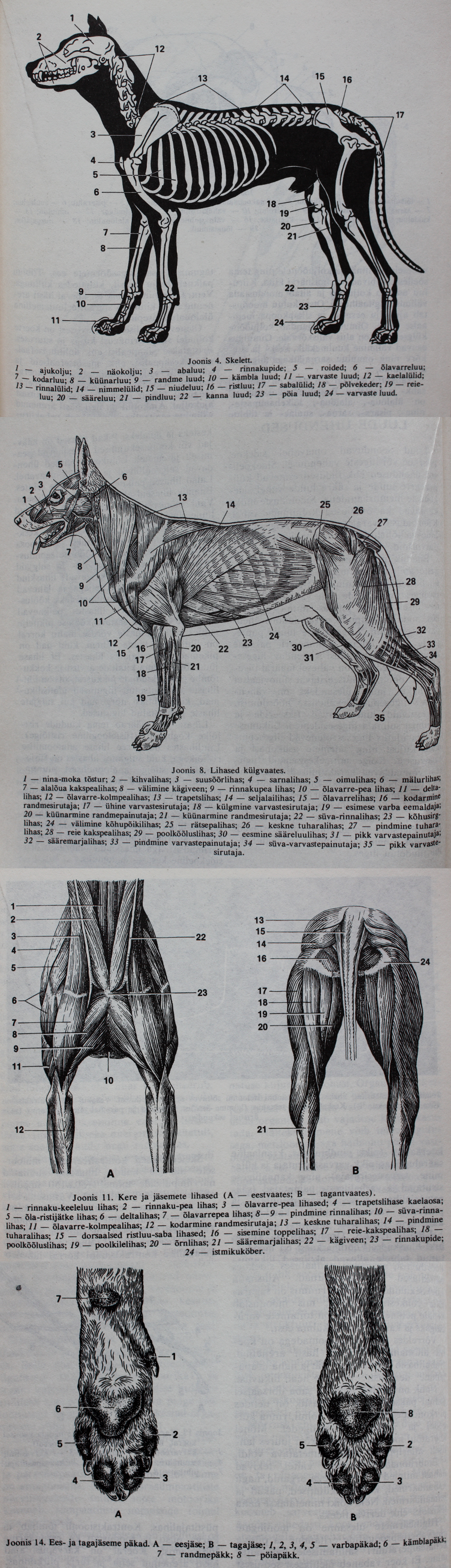 Quickie Dog/Wolf Anatomy Dump