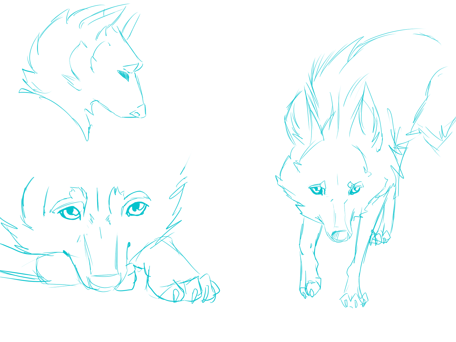 sketching Canines