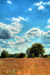 Corn Field HDR