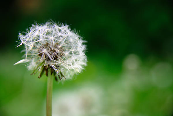 Dandilion Clock 2 by MrDic on DeviantArt