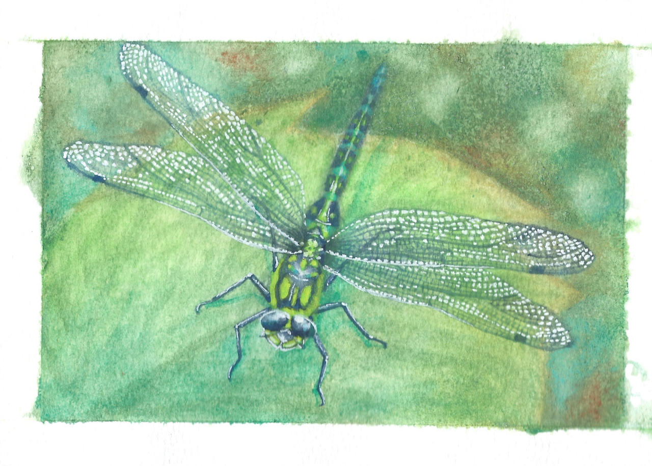 Dragonfly Deviantart Dragonfly by Nerakne on DeviantArt