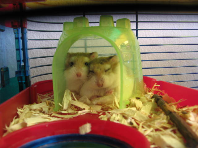 Hamsters - Again