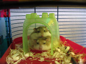 Stacked Hamsters