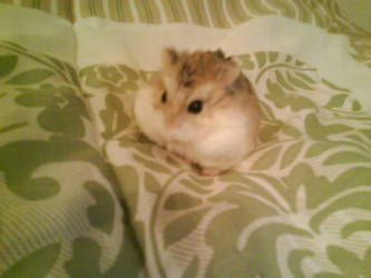 Hamster On My Bed