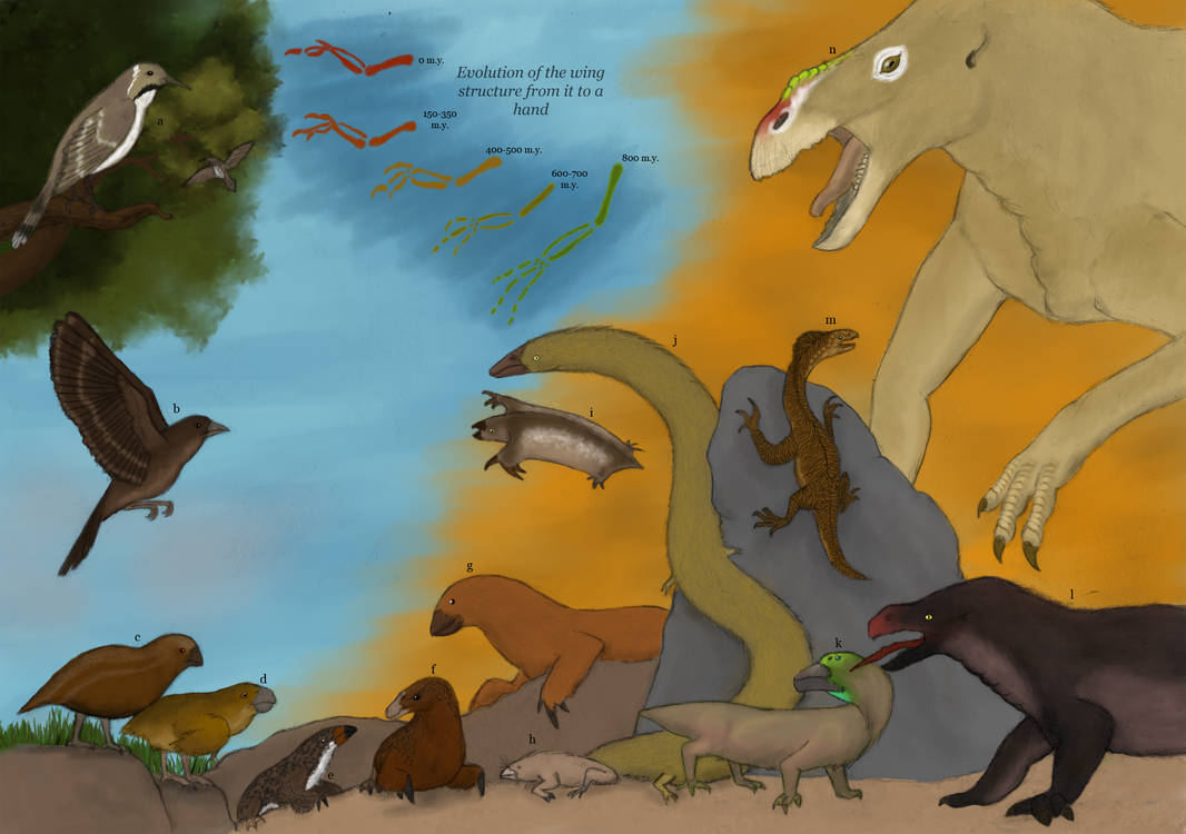 Bird Evolution Deviantart TFiF: Evolution of quadrupedal birds by Dragonthunders on DeviantArt